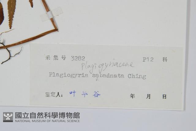 嶺南瘤足蕨藏品圖，第2張