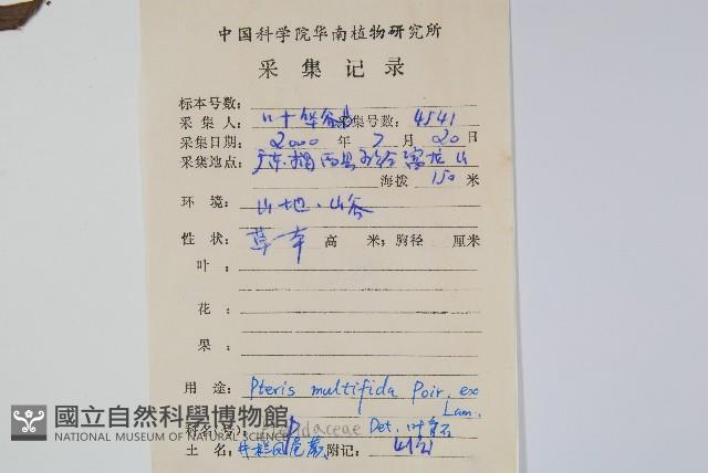 鳳尾蕨藏品圖，第2張