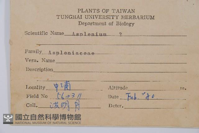 單葉雙蓋蕨藏品圖，第2張
