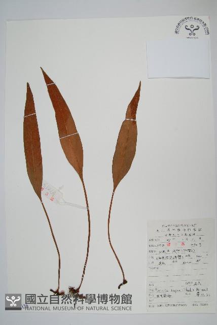 石葦藏品圖，第1張