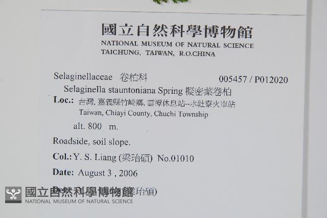 異葉卷柏藏品圖，第2張