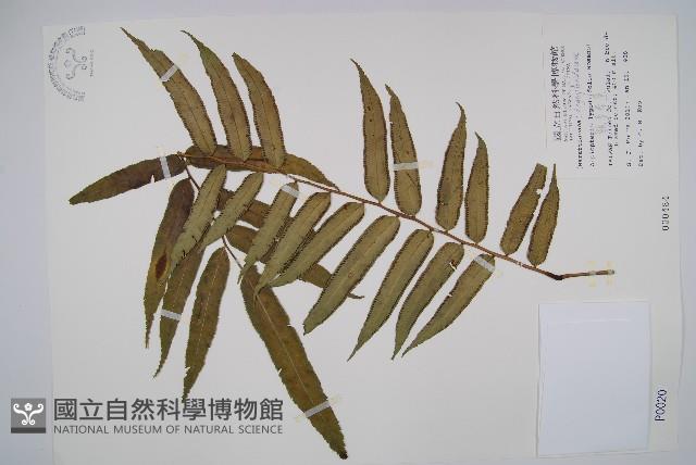 觀音座蓮藏品圖，第1張