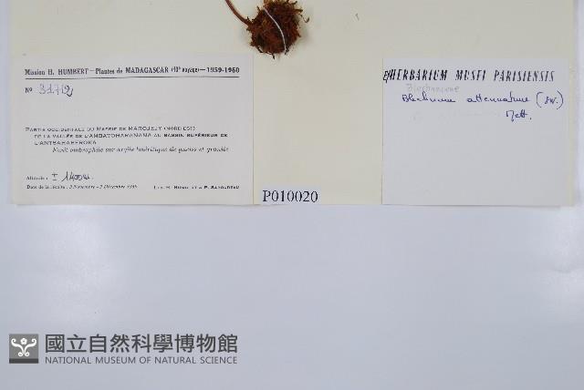 登錄號:P010020藏品圖，第2張