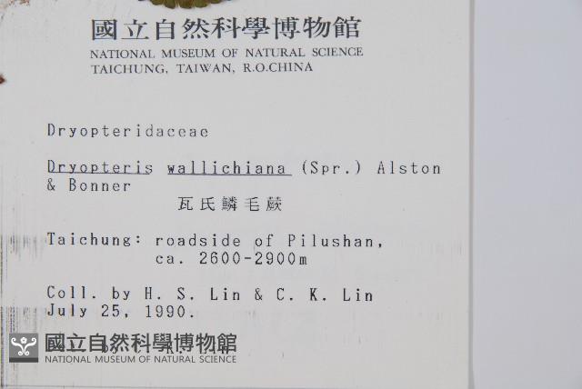 瓦氏鱗毛蕨藏品圖，第2張