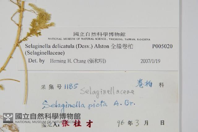 全緣卷柏藏品圖，第2張