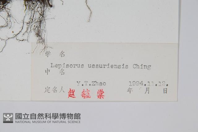 烏蘇里瓦葦藏品圖，第2張