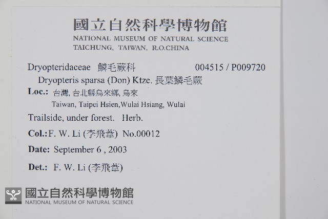 長葉鱗毛蕨藏品圖，第2張