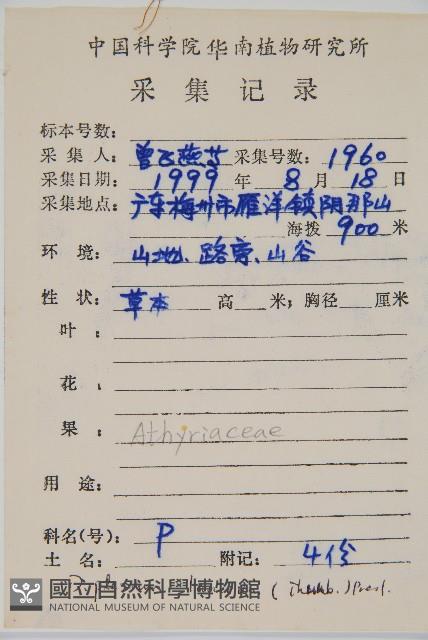 單葉雙蓋蕨藏品圖，第2張