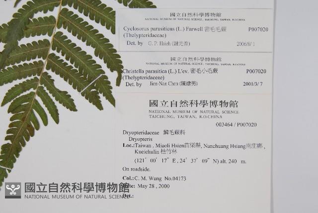 密毛毛蕨藏品圖，第2張