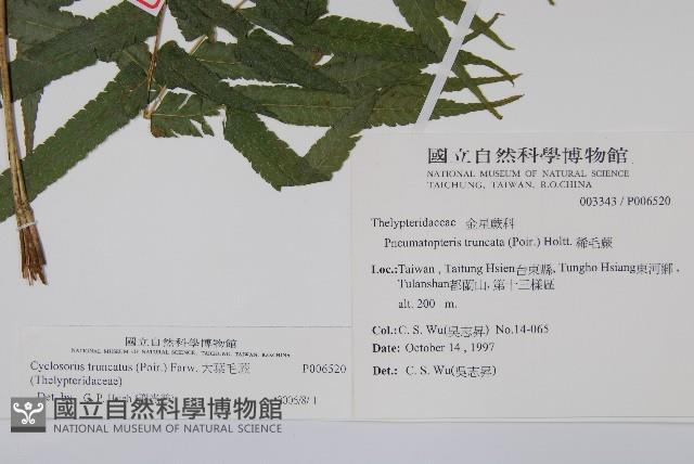 大葉毛蕨藏品圖，第2張