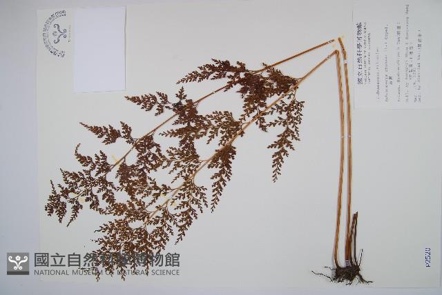 烏蕨藏品圖，第1張