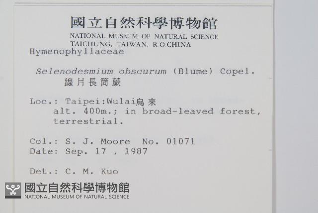 線片長筒蕨藏品圖，第2張