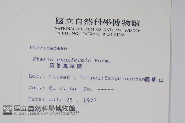 箭葉鳳尾蕨藏品圖，第2張