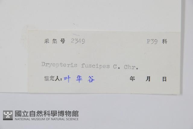 黑足鱗毛蕨藏品圖，第2張