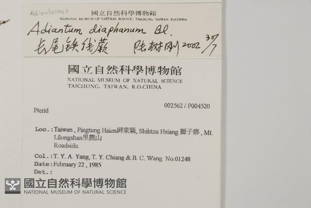 長尾鐵線蕨藏品圖，第2張