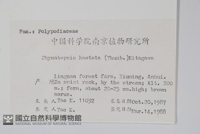 金雞腳藏品圖，第2張