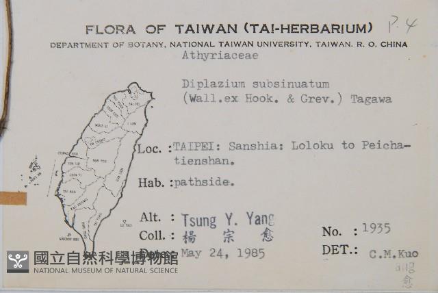 單葉雙蓋蕨藏品圖，第2張