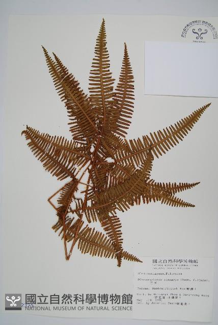 芒萁藏品圖，第1張