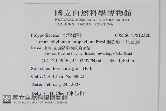 抱樹蕨、伏石蕨藏品圖，第2張