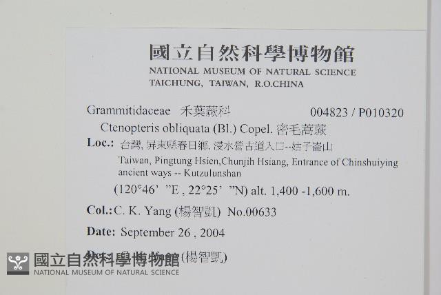 密毛蒿蕨藏品圖，第2張