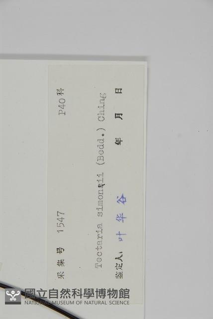 燕尾三叉蕨藏品圖，第2張