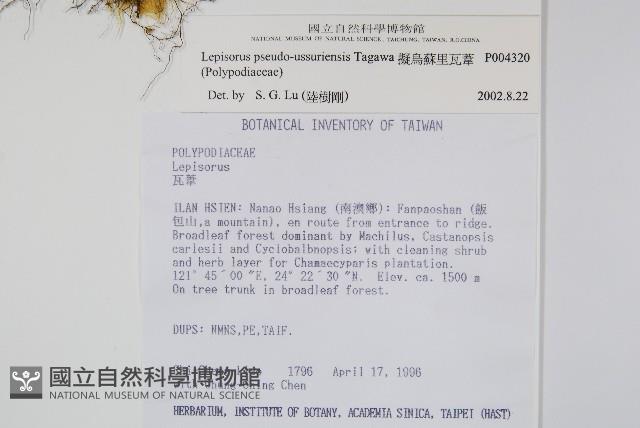 擬芨瓦葦藏品圖，第2張