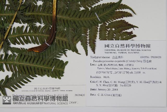 斜葉金星蕨藏品圖，第2張