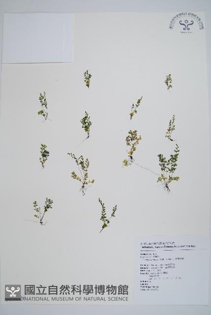 台灣桫欏藏品圖，第1張