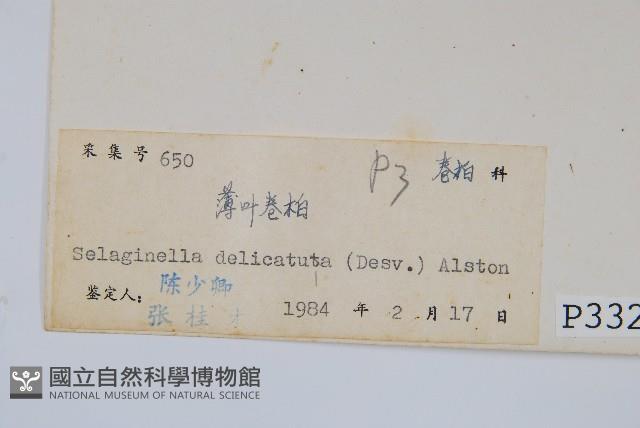 全緣卷柏藏品圖，第2張