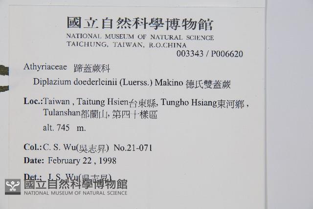 德氏雙蓋蕨藏品圖，第2張