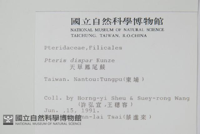 天草鳳尾蕨藏品圖，第2張