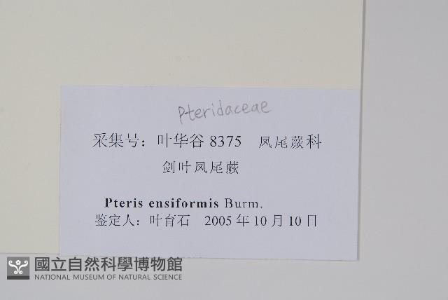 箭葉鳳尾蕨藏品圖，第2張