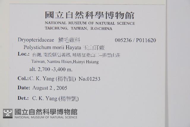 玉山耳蕨藏品圖，第2張