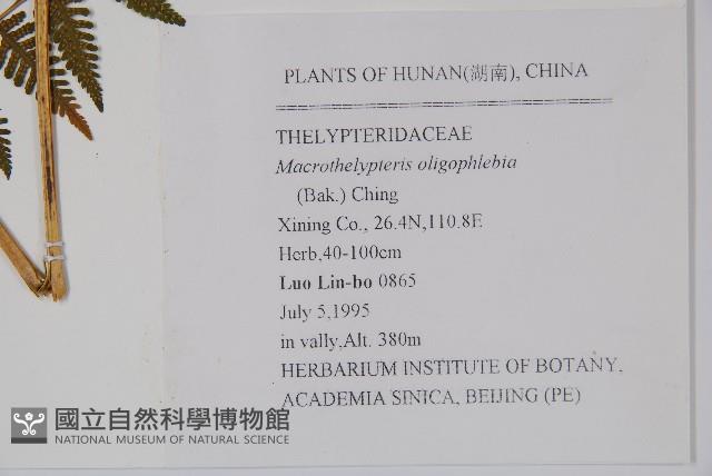 針毛蕨藏品圖，第2張
