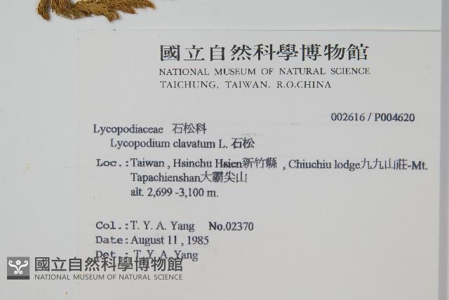 石松藏品圖，第2張