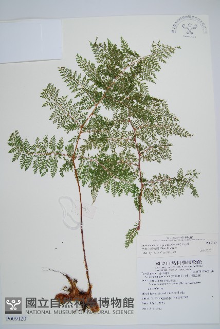 台灣小膜蓋蕨藏品圖，第1張