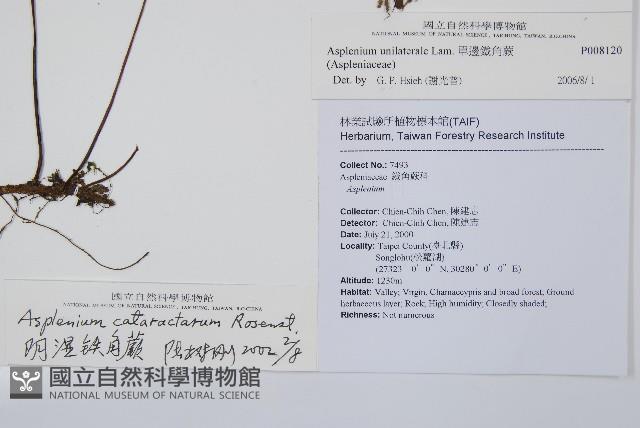 單邊鐵角蕨藏品圖，第1張