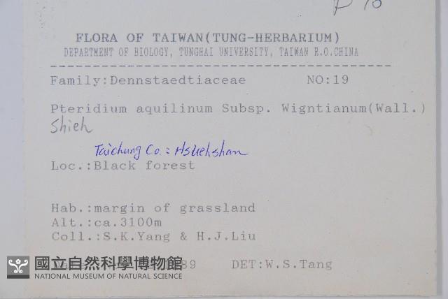 巒大蕨藏品圖，第2張