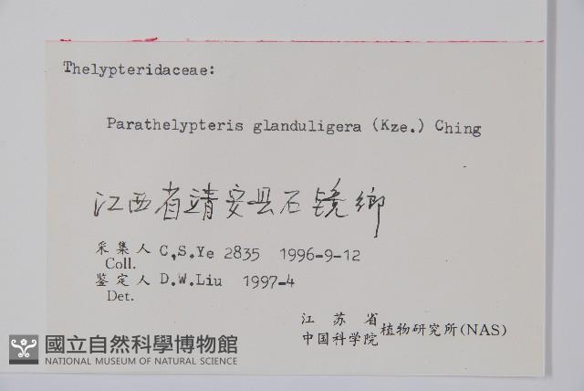 密腺副金星蕨藏品圖，第2張