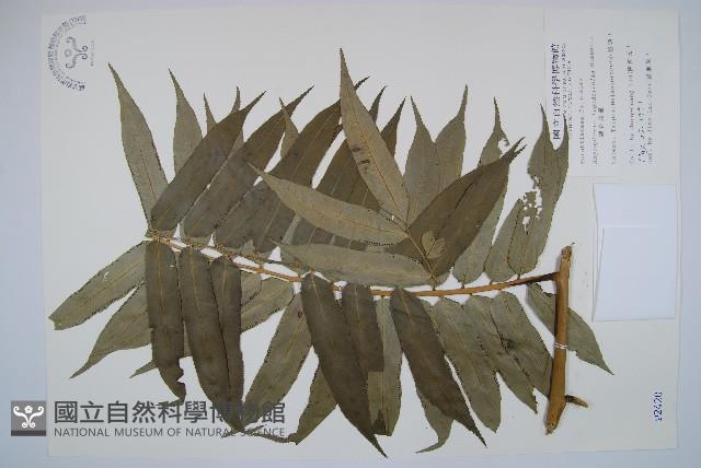 觀音座蓮藏品圖，第1張