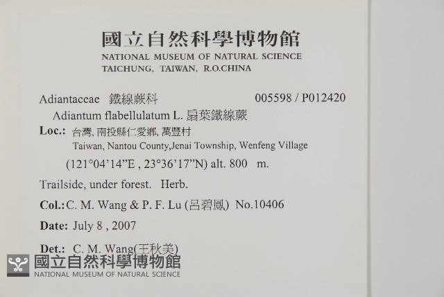 扇葉鐵線蕨藏品圖，第2張