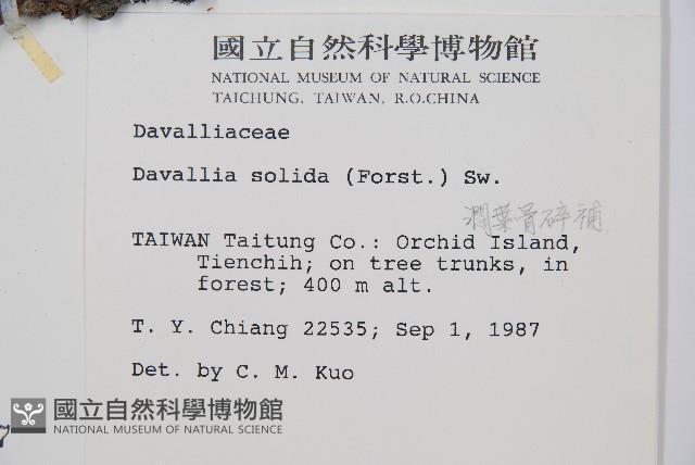 闊葉骨碎補藏品圖，第2張