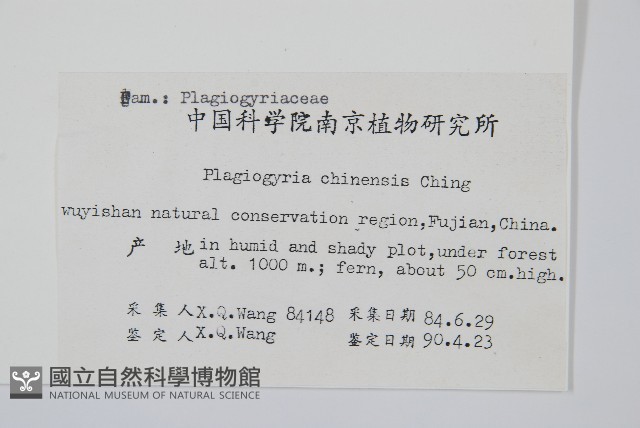 武夷瘤足蕨藏品圖，第2張