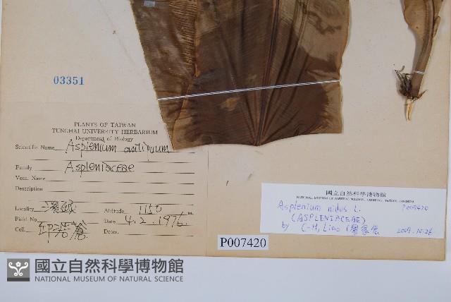 臺灣山蘇花藏品圖，第2張