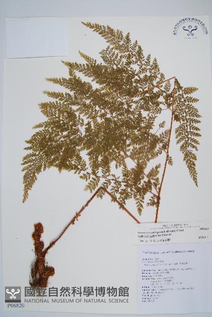 台灣小膜蓋蕨藏品圖，第1張