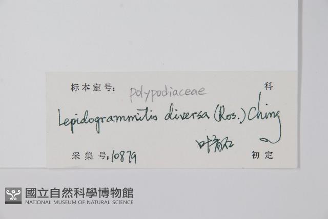 披針骨牌蕨藏品圖，第2張