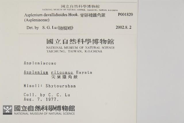 骨碎補鐵角蕨藏品圖，第2張