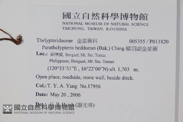 縮羽副金星蕨藏品圖，第2張