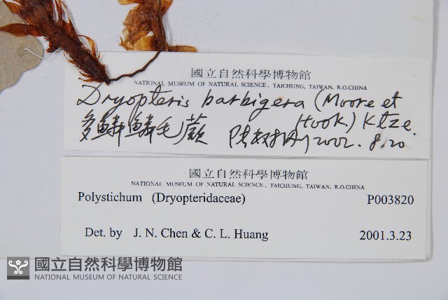 密毛鱗毛蕨藏品圖，第2張