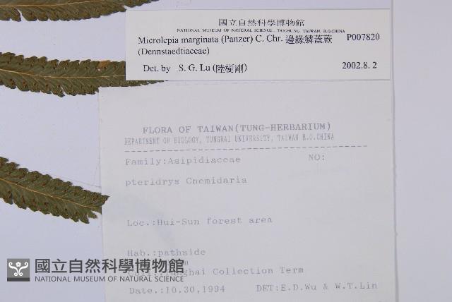 邊緣鱗蓋蕨藏品圖，第2張